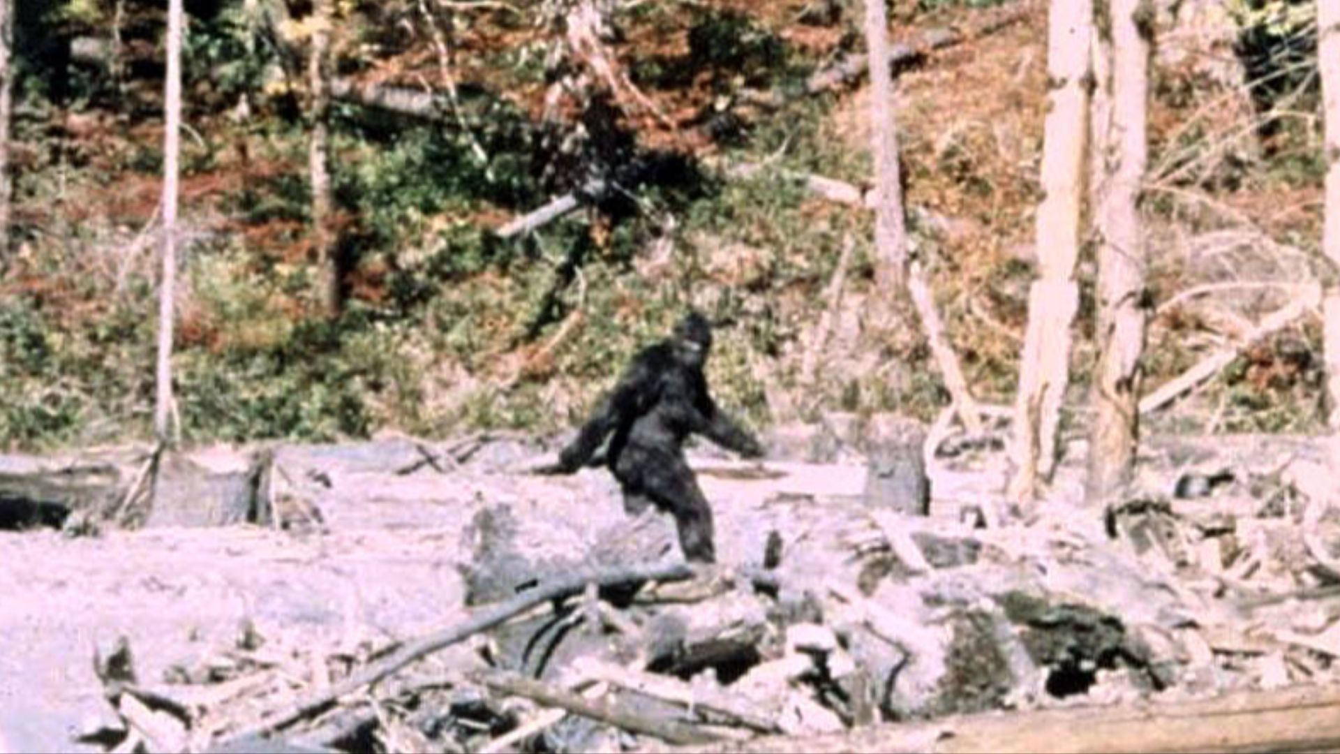 File:Patterson Gimlin Bigfoot.jpg