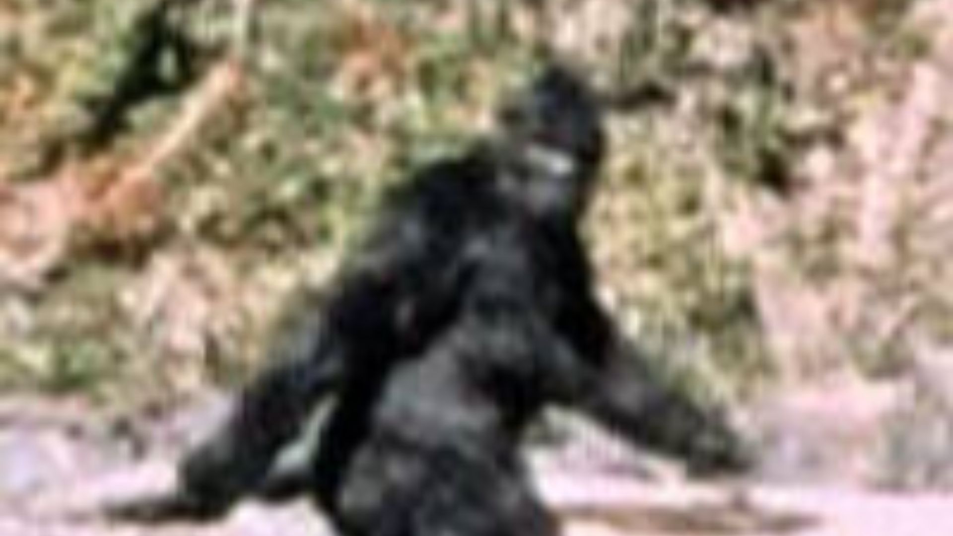 File:Patterson Gimlin Bigfoot (cropped).jpg