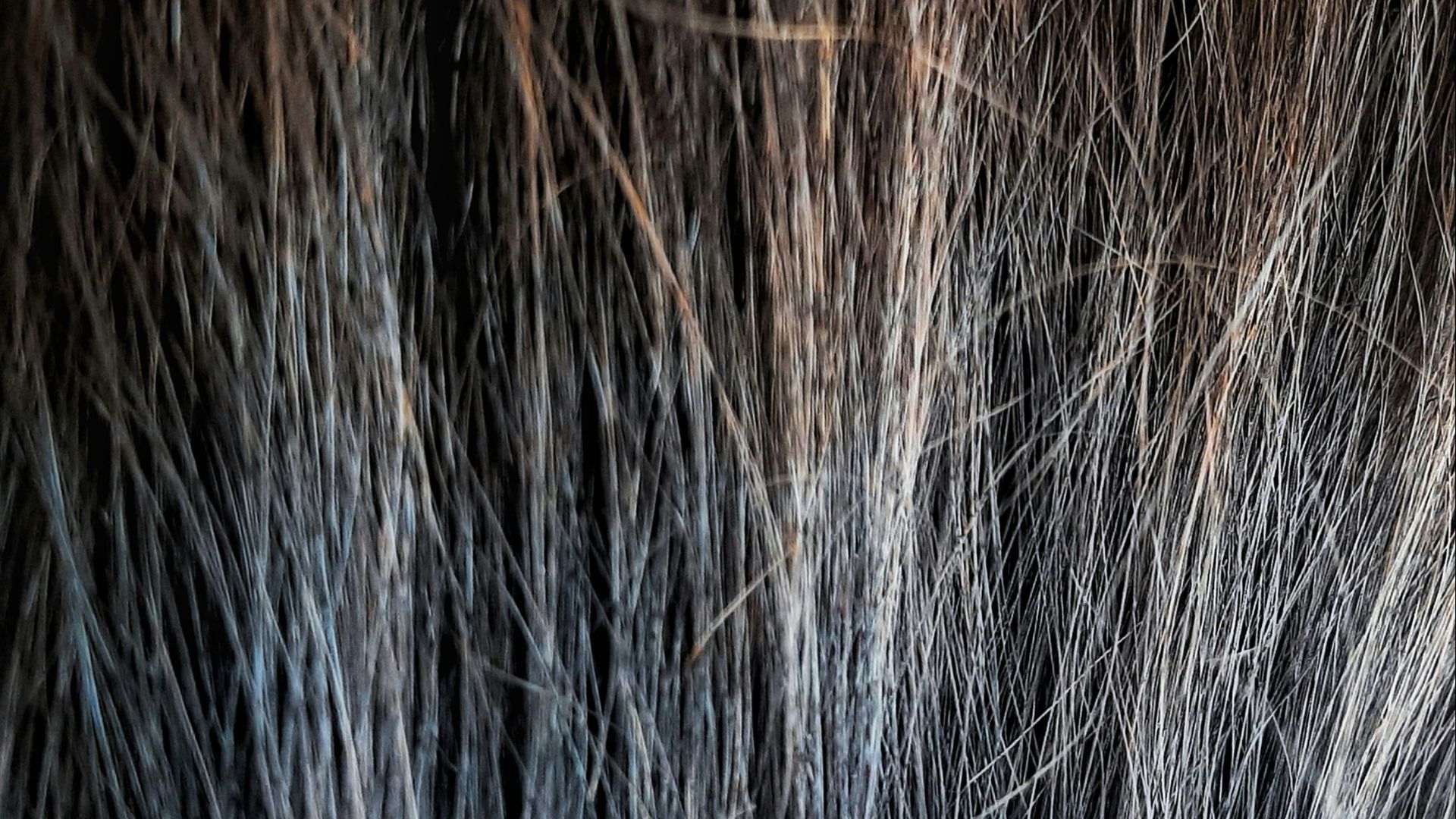 a close up of a woman's hair