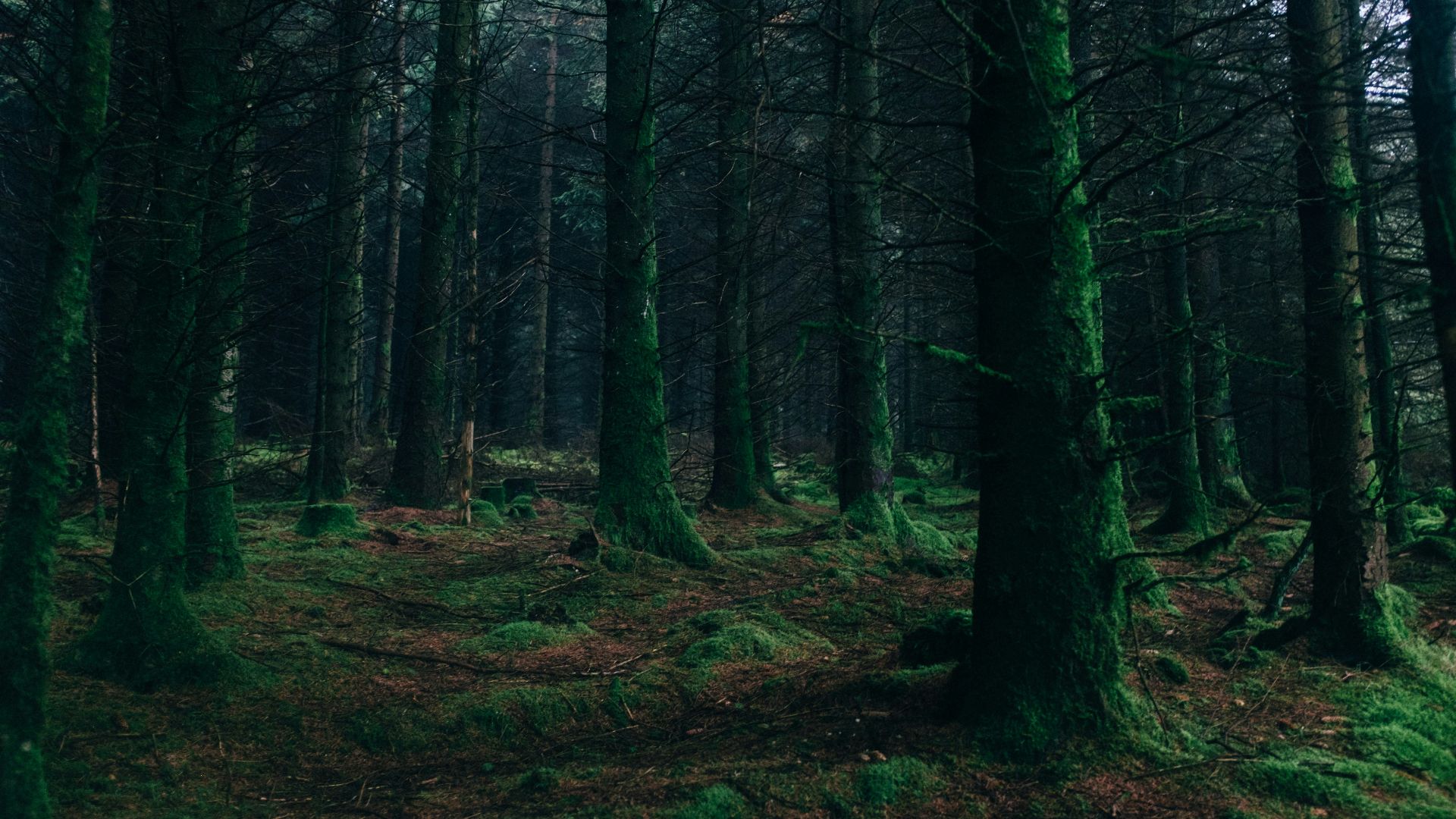 landscape photography of forest