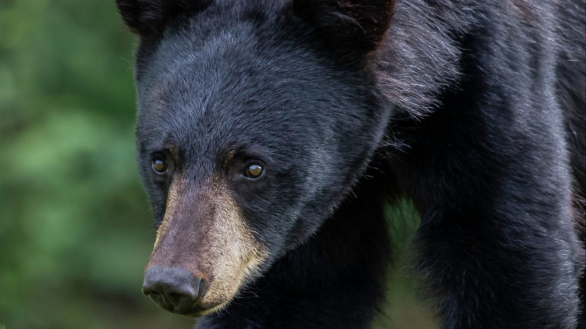 black bear on green grass during daytime