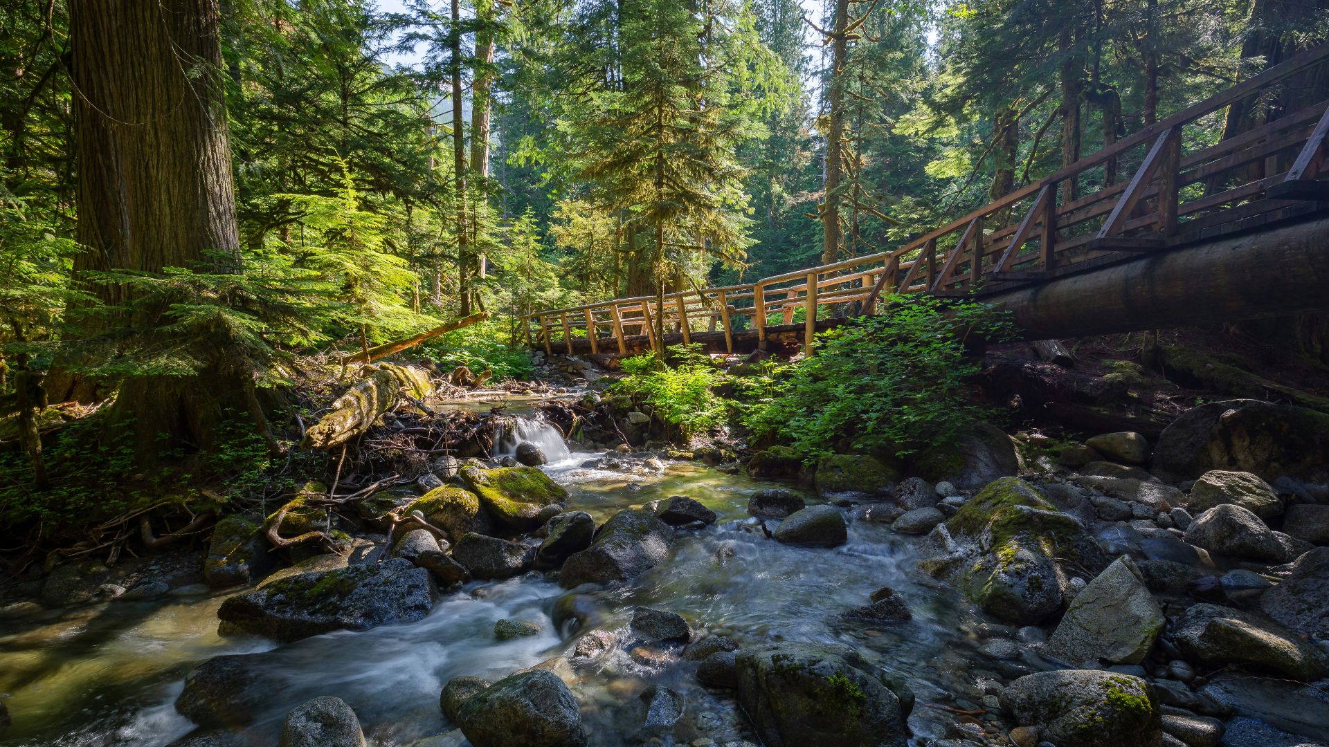 brown wooden bridge over river surrounded by trees