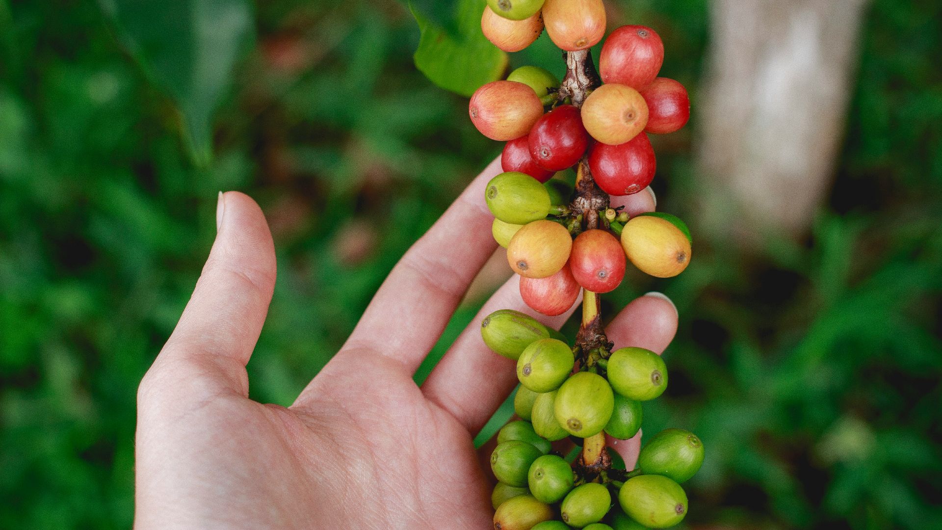 a hand is holding a bunch of berries