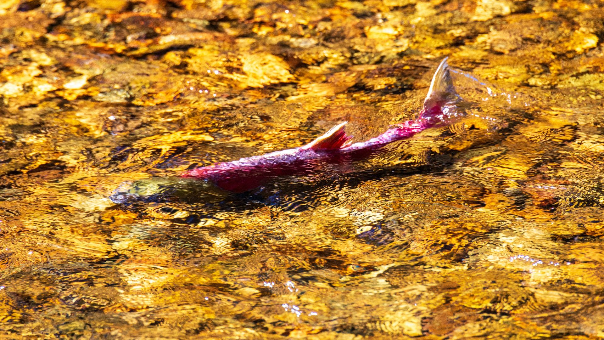 A fish that is laying on the ground