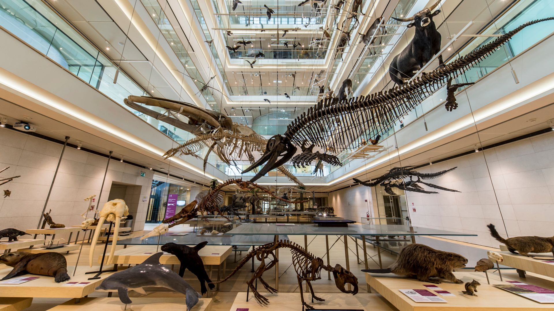 File:MUSE interior.jpg