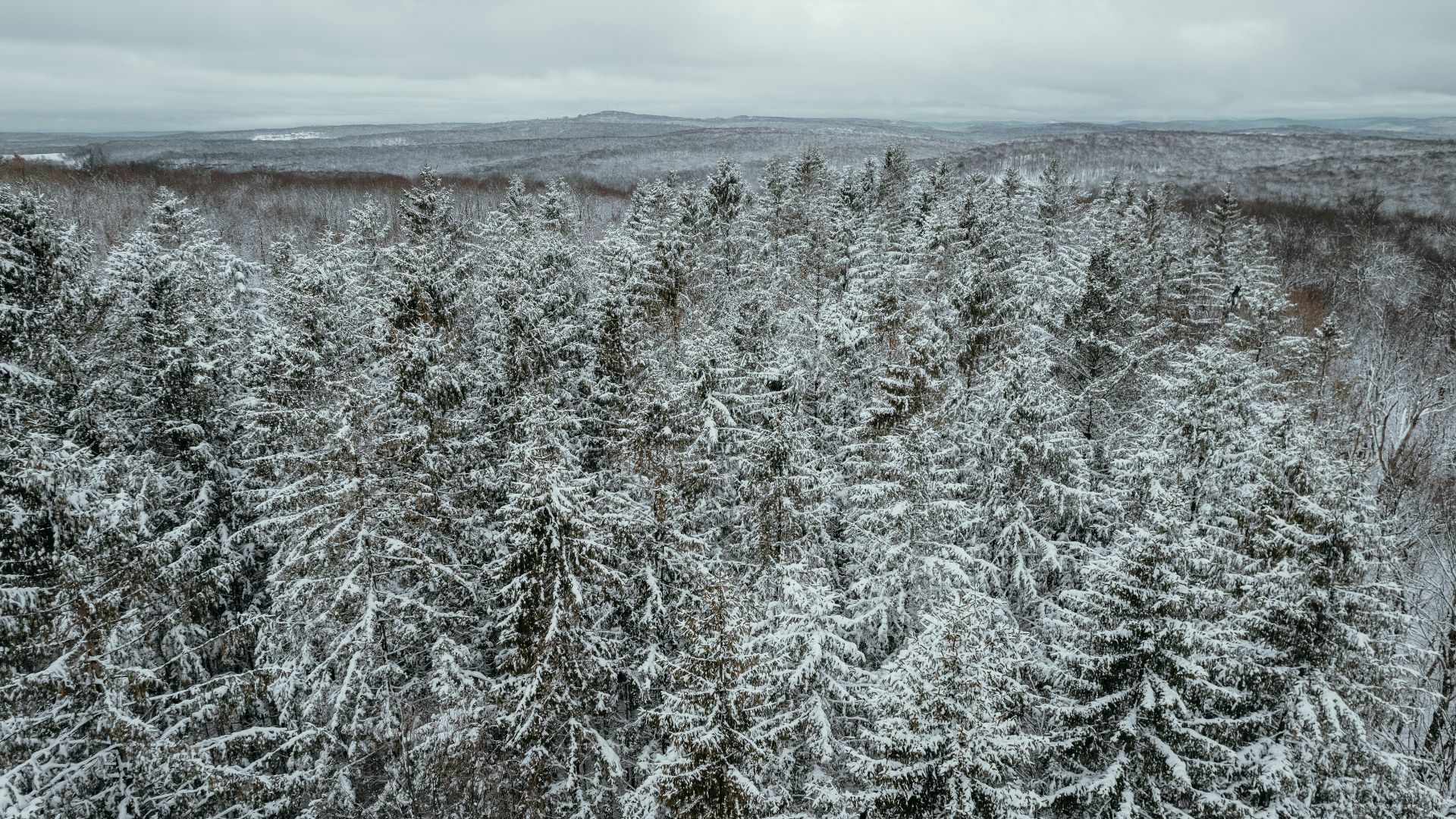 a snowy forest with lots of trees covered in snow