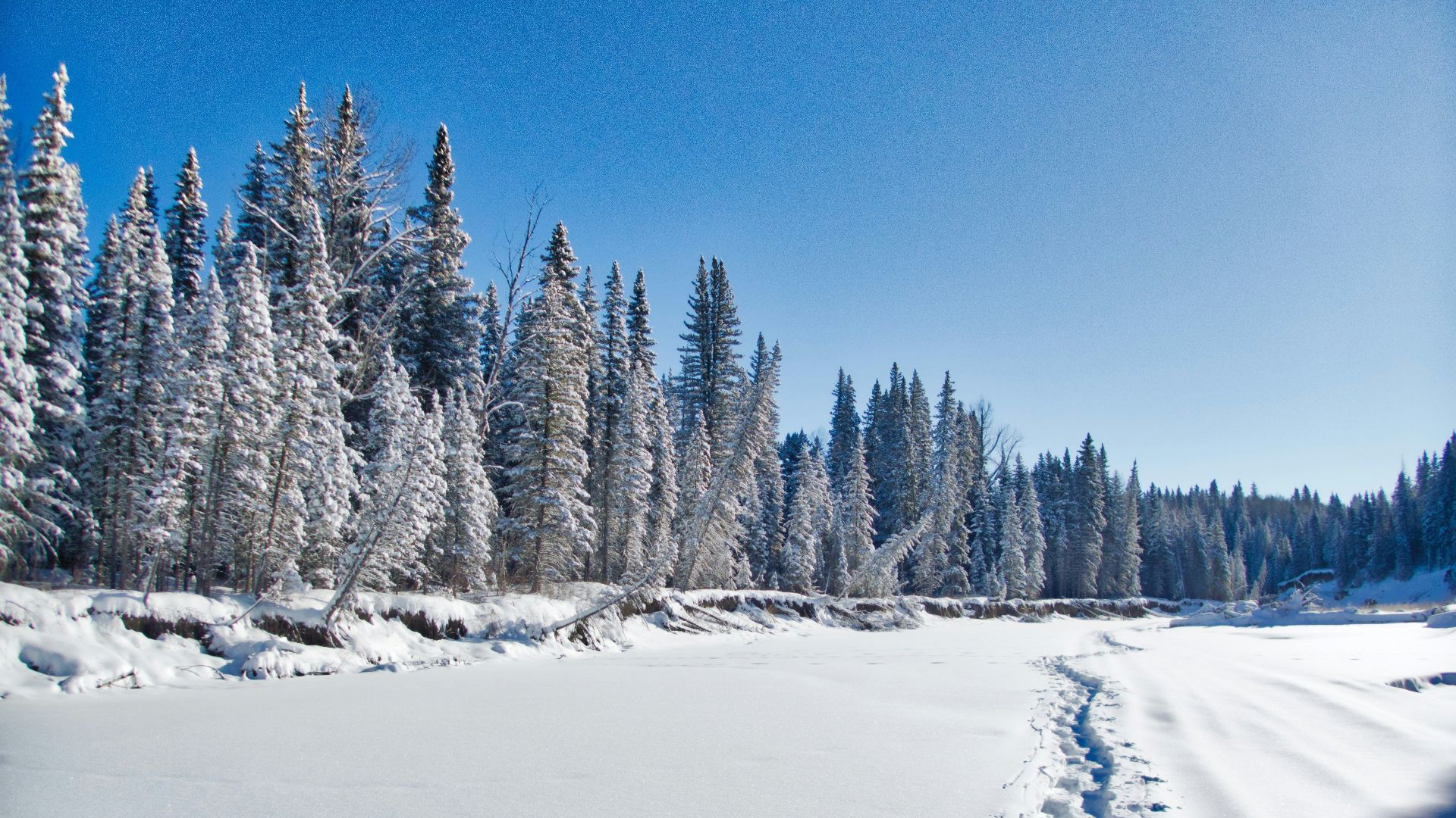 photo of snow-covered trees during daytime