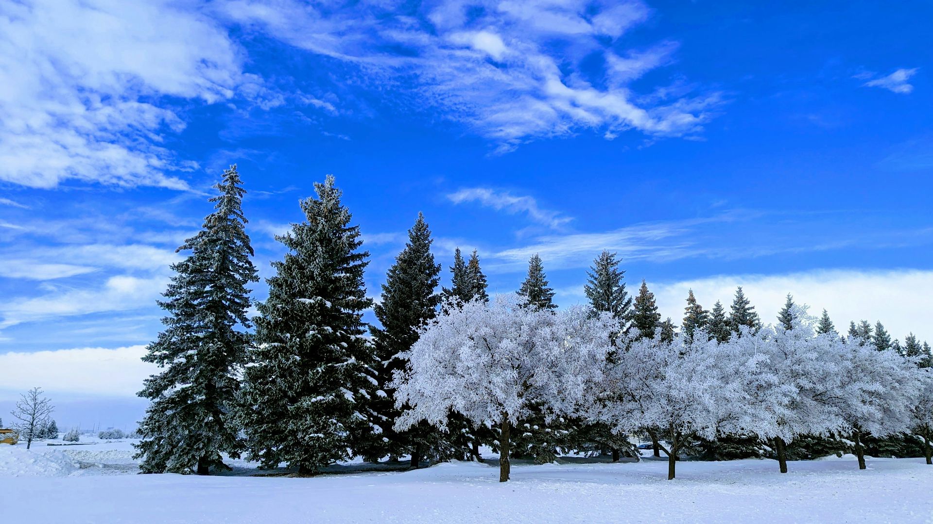 a snow covered field with trees in the background