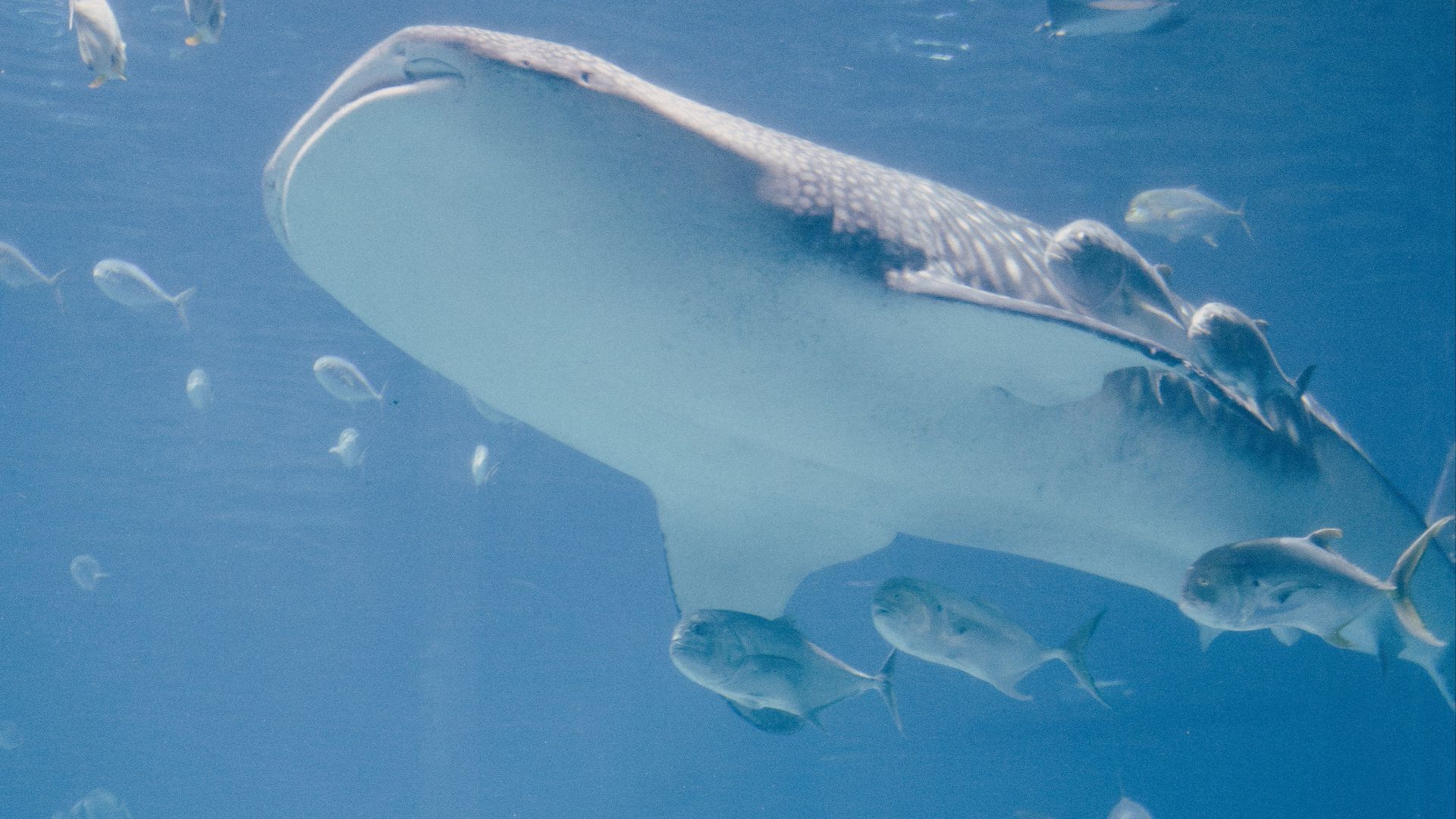 a person standing in front of a large fish tank