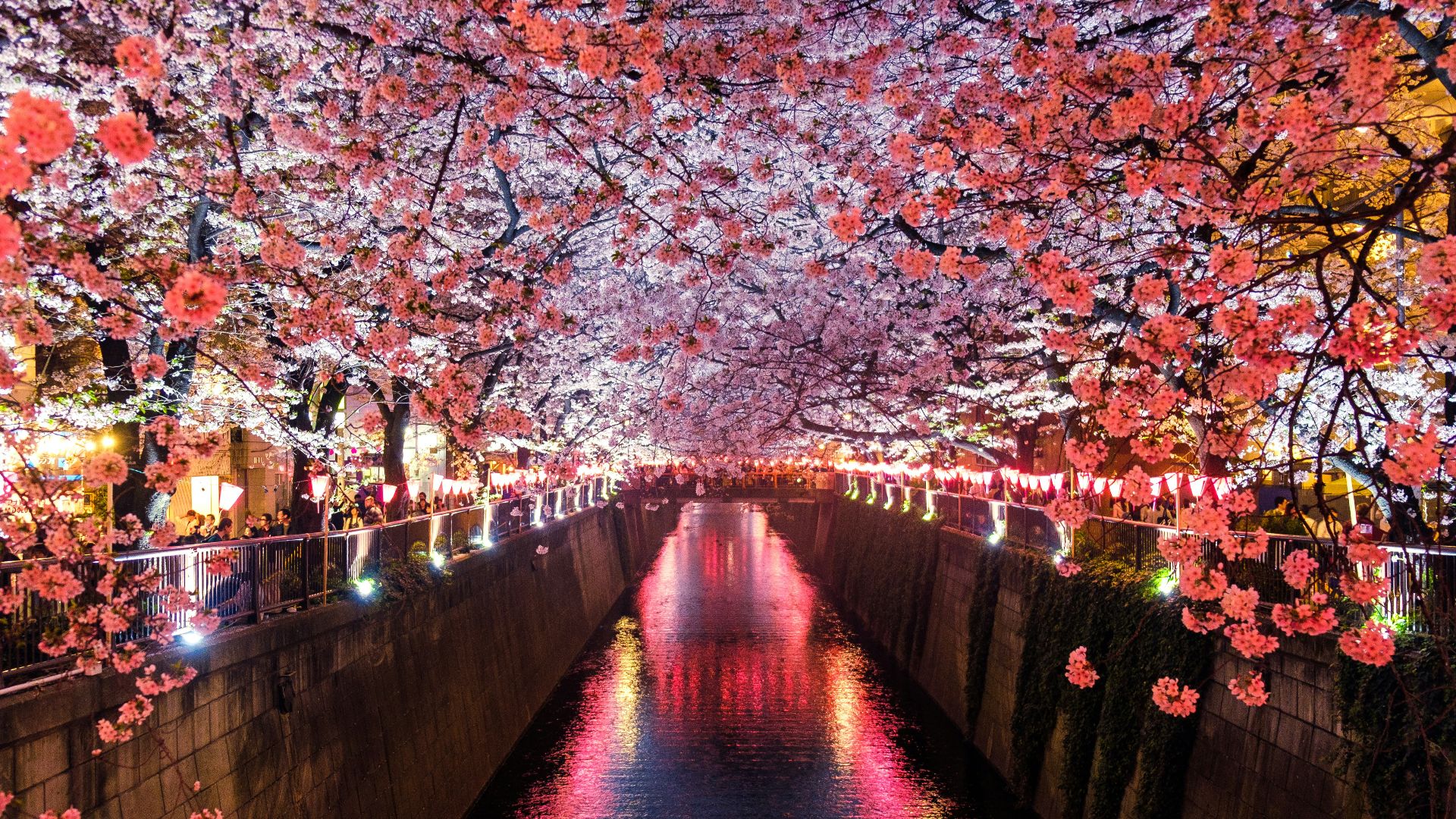 canal between cherry blossom trees