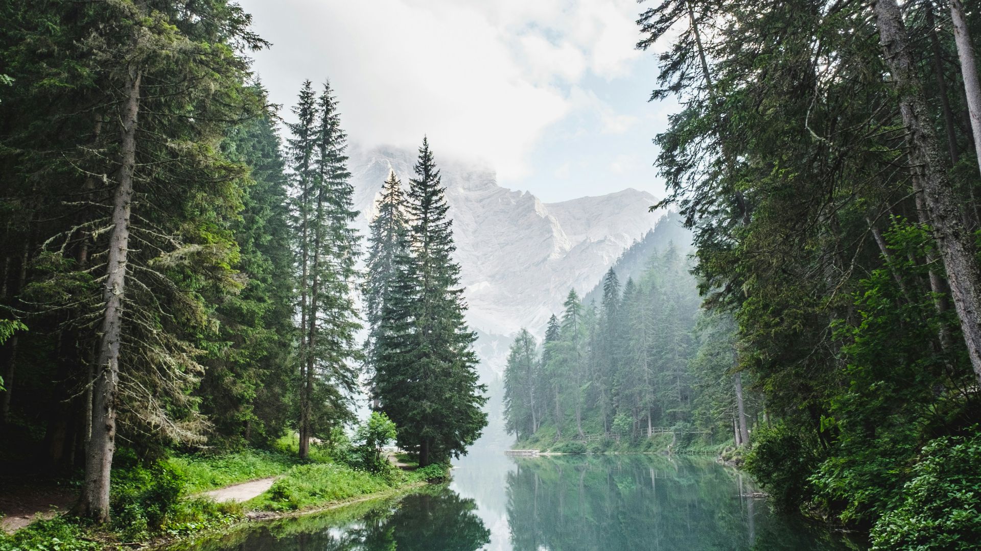 body of water surrounded by pine trees during daytime