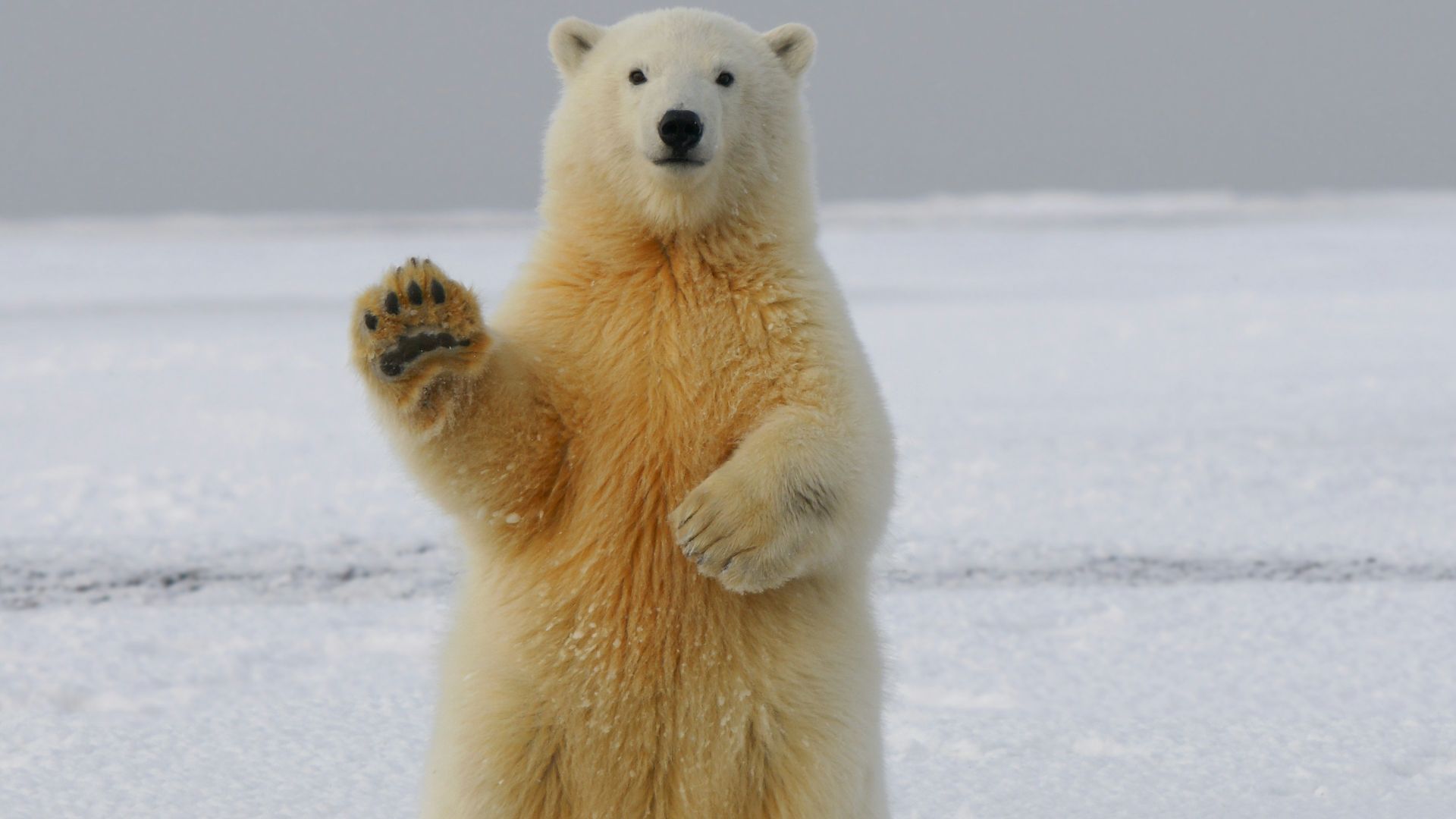 polar bear on snow covered ground during daytime