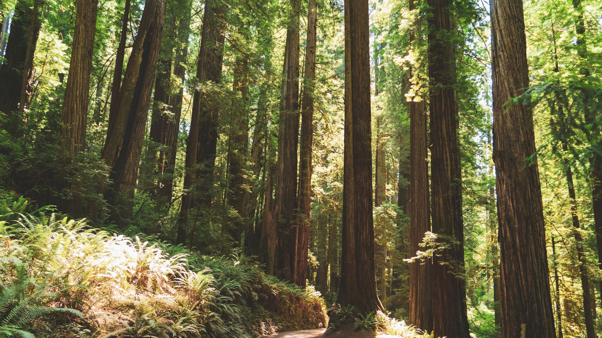 field of green trees