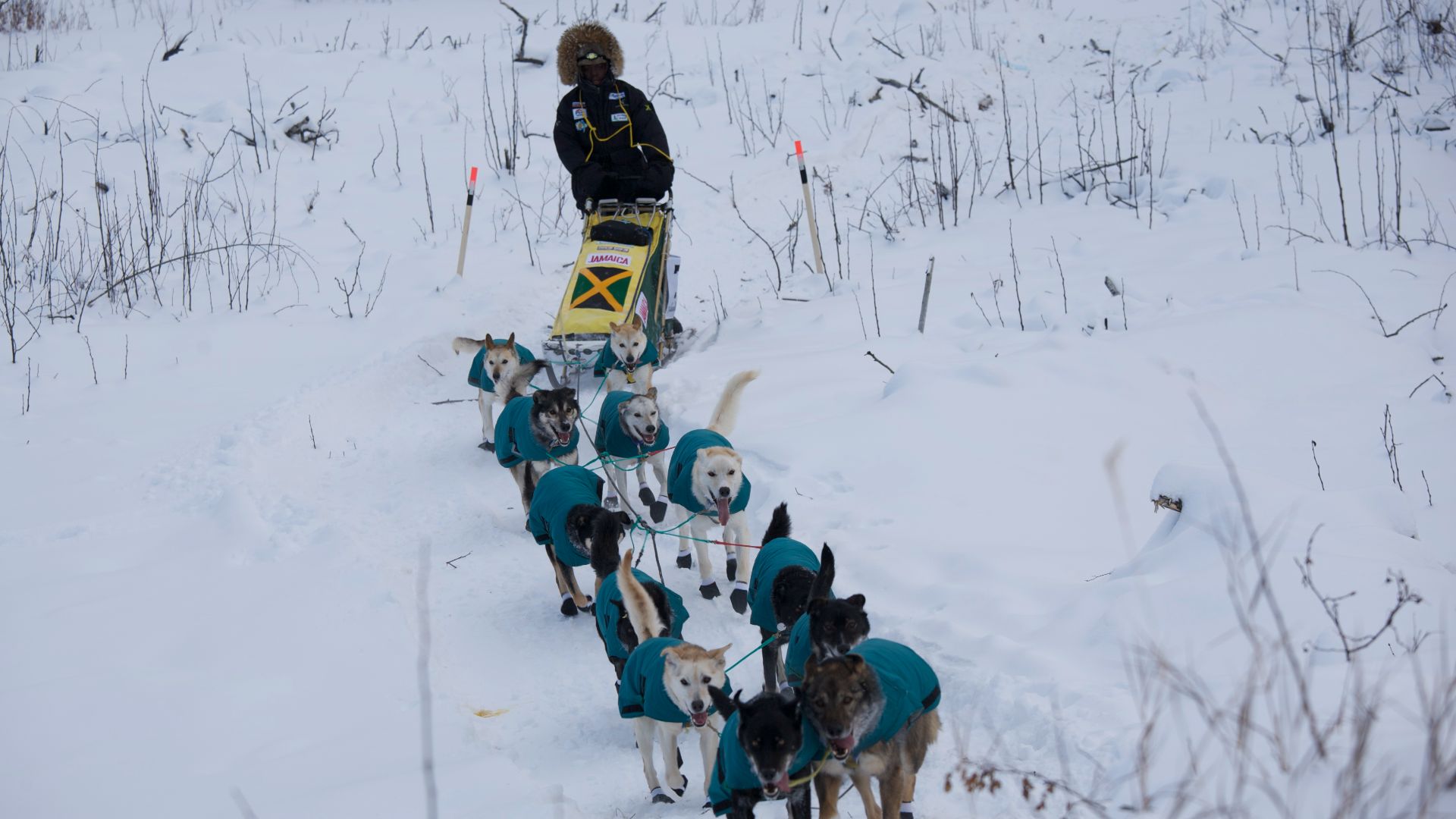 File:Dogsledding.Yukon.jpg