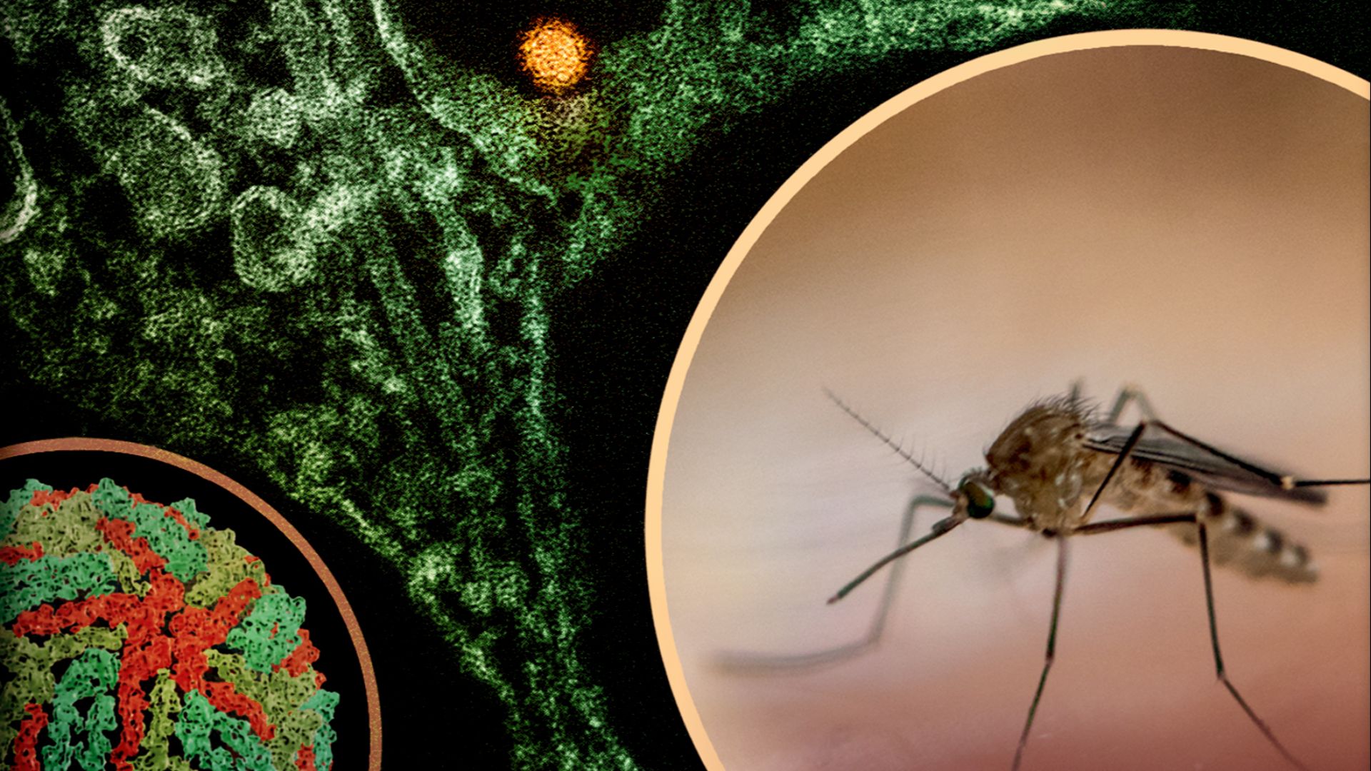 File:West Nile Virus and Culex Mosquito 01.jpg