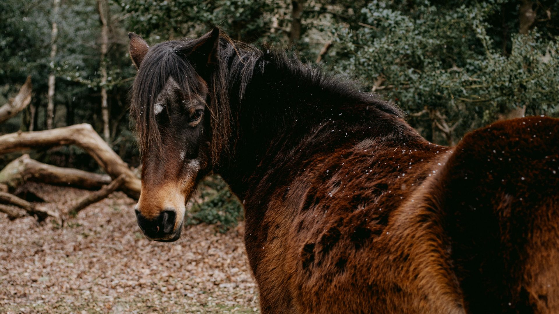 brown and black horse standing on ground during daytime