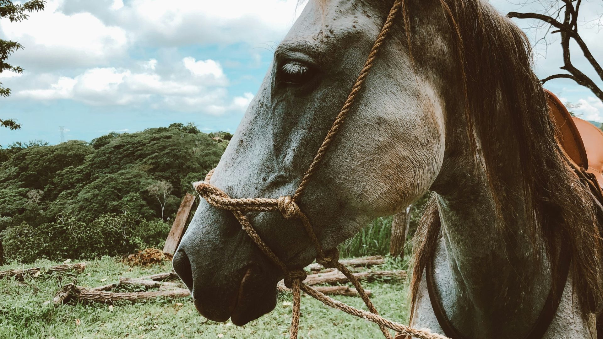 macro photography of white horse on green field