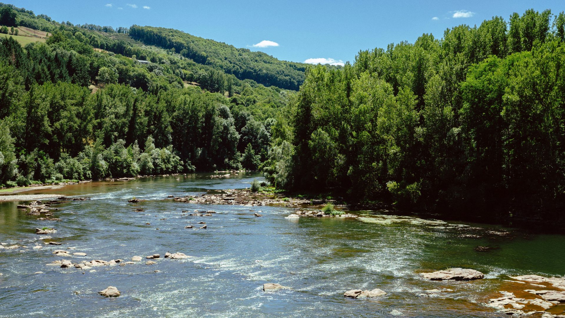 a river running through a lush green forest