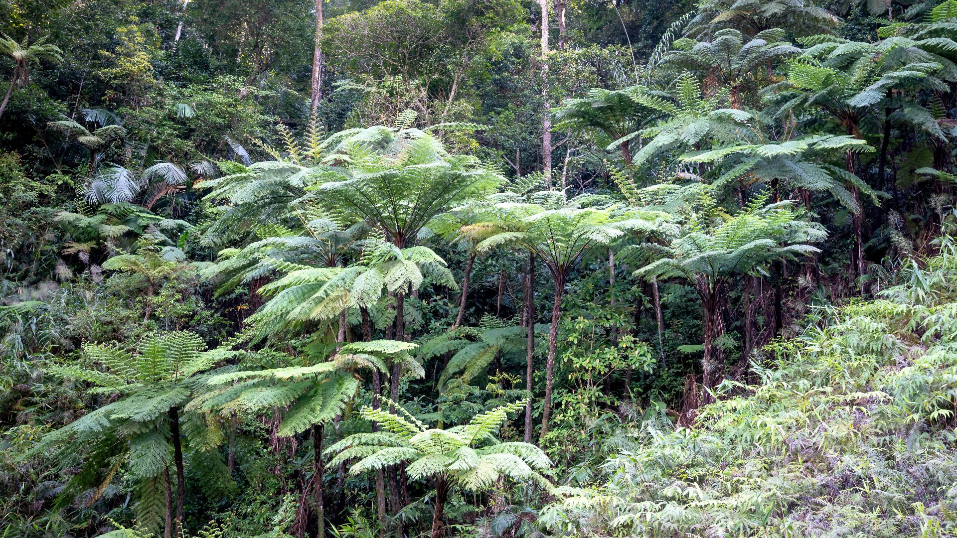 a lush green forest filled with lots of trees