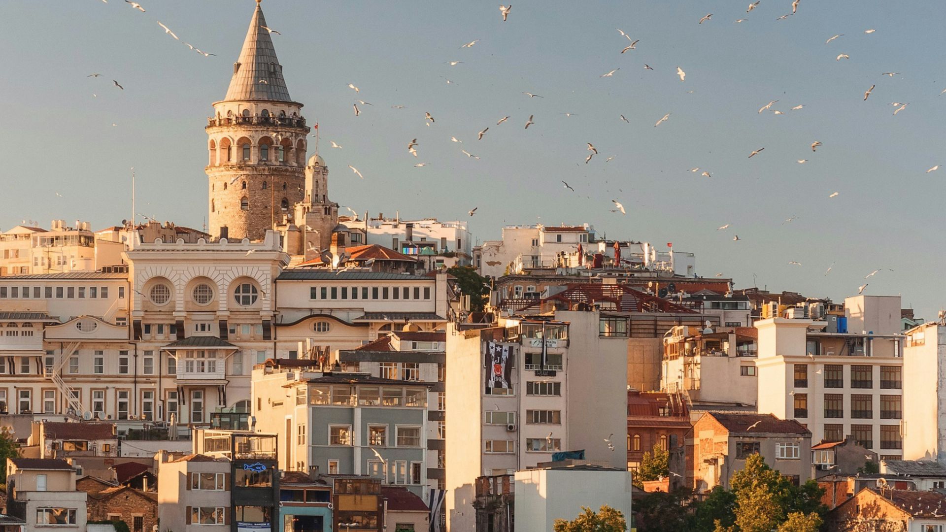 aerial view of buildings and flying birds