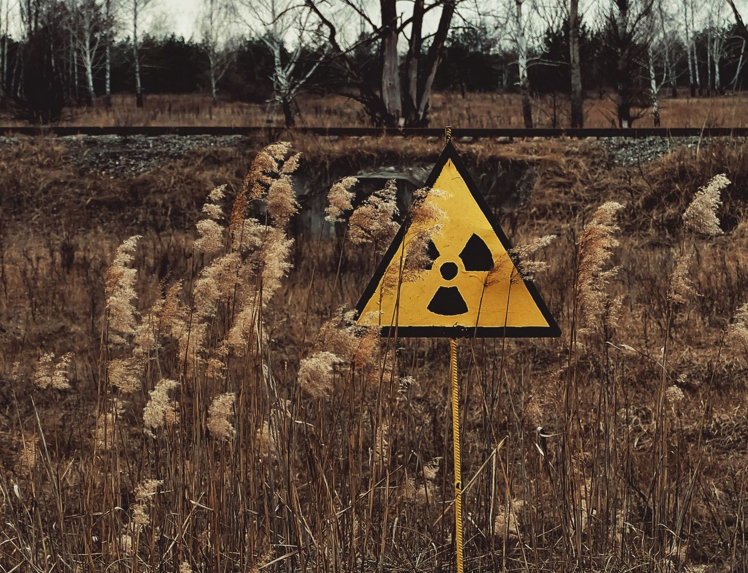 Scientists Discovered Radiation-Eating Mushrooms In Chernobyl - RoughMaps