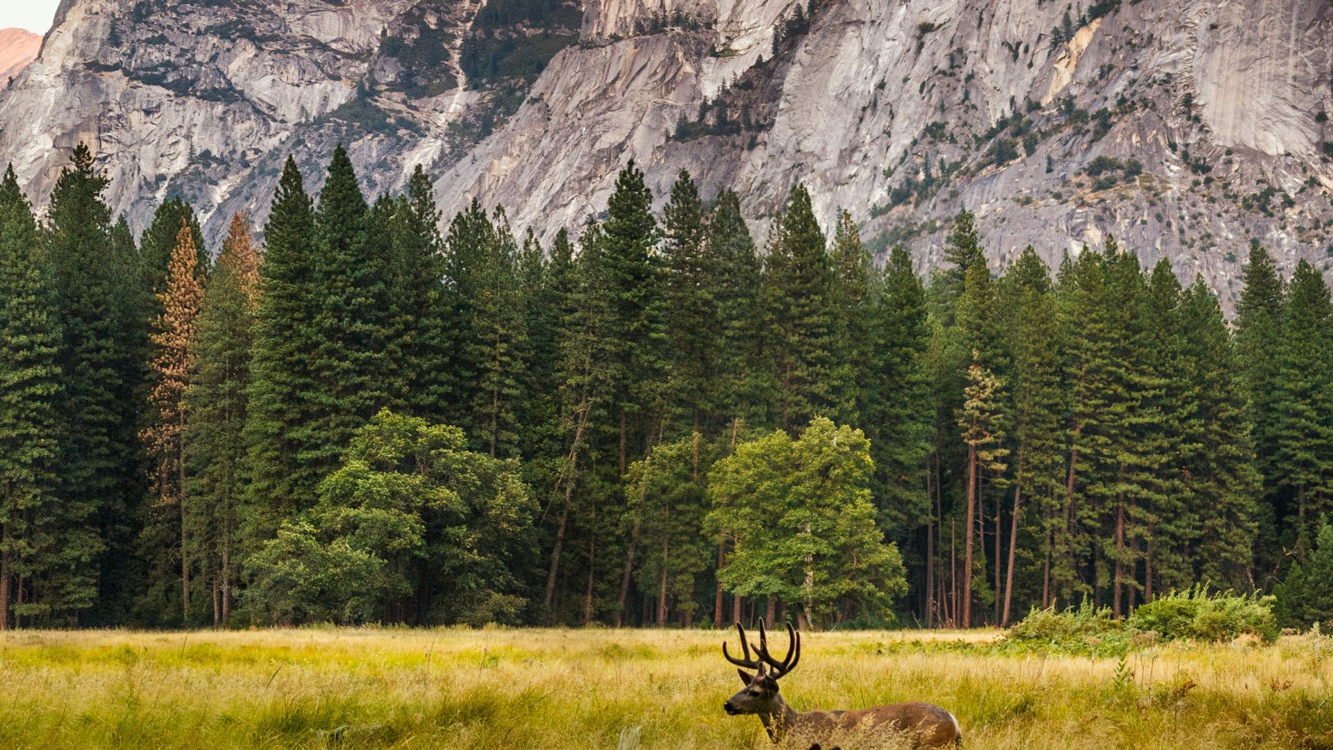 two brown deer beside trees and mountain
