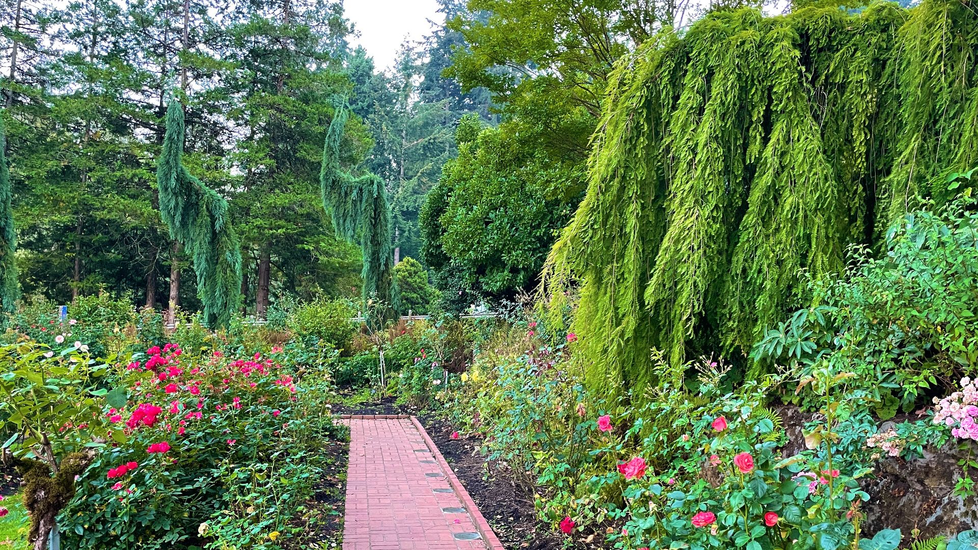 File:Portland International Rose Test Garden - HCP - October 15, 2022 - 002.jpg