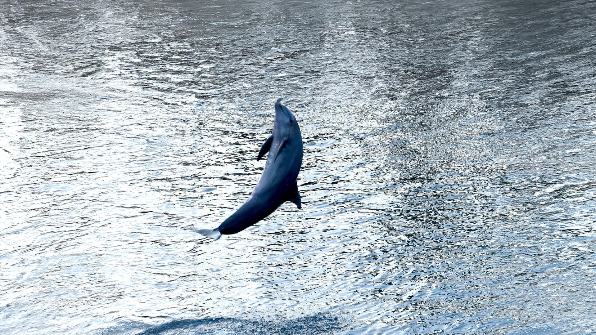 A dolphin leaps from the ocean's shimmering surface.