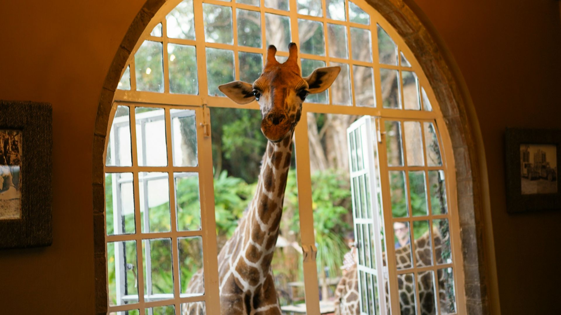 giraffe on window during daytime