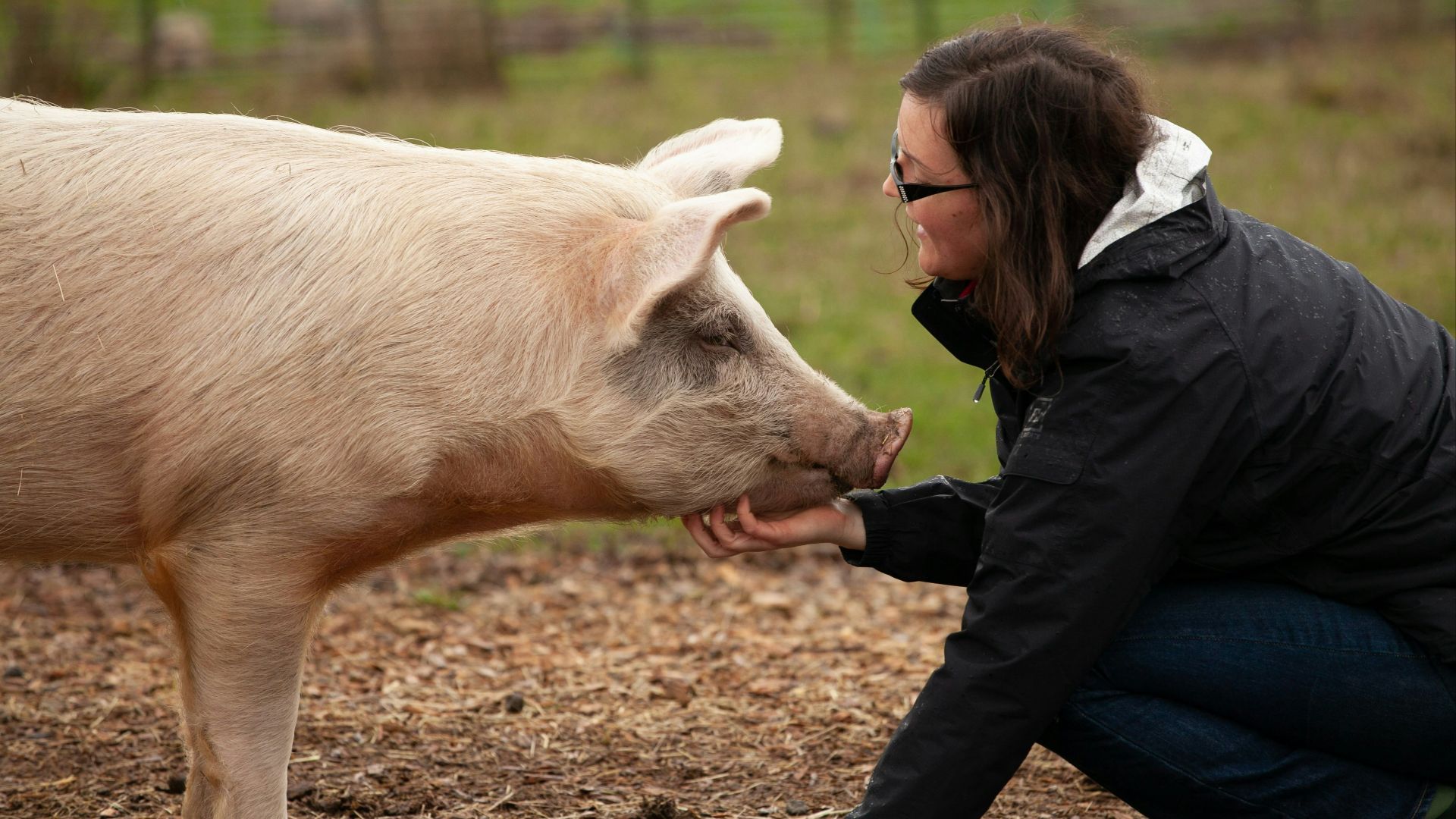 woman sitting in front of pig