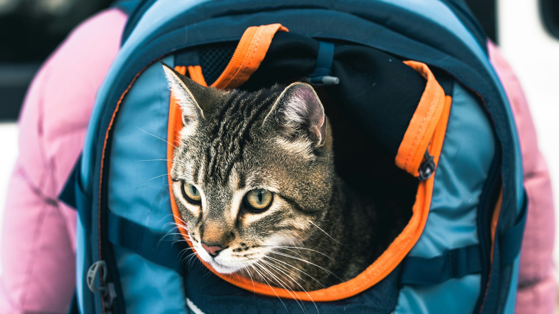 A cat sitting inside of a blue backpack