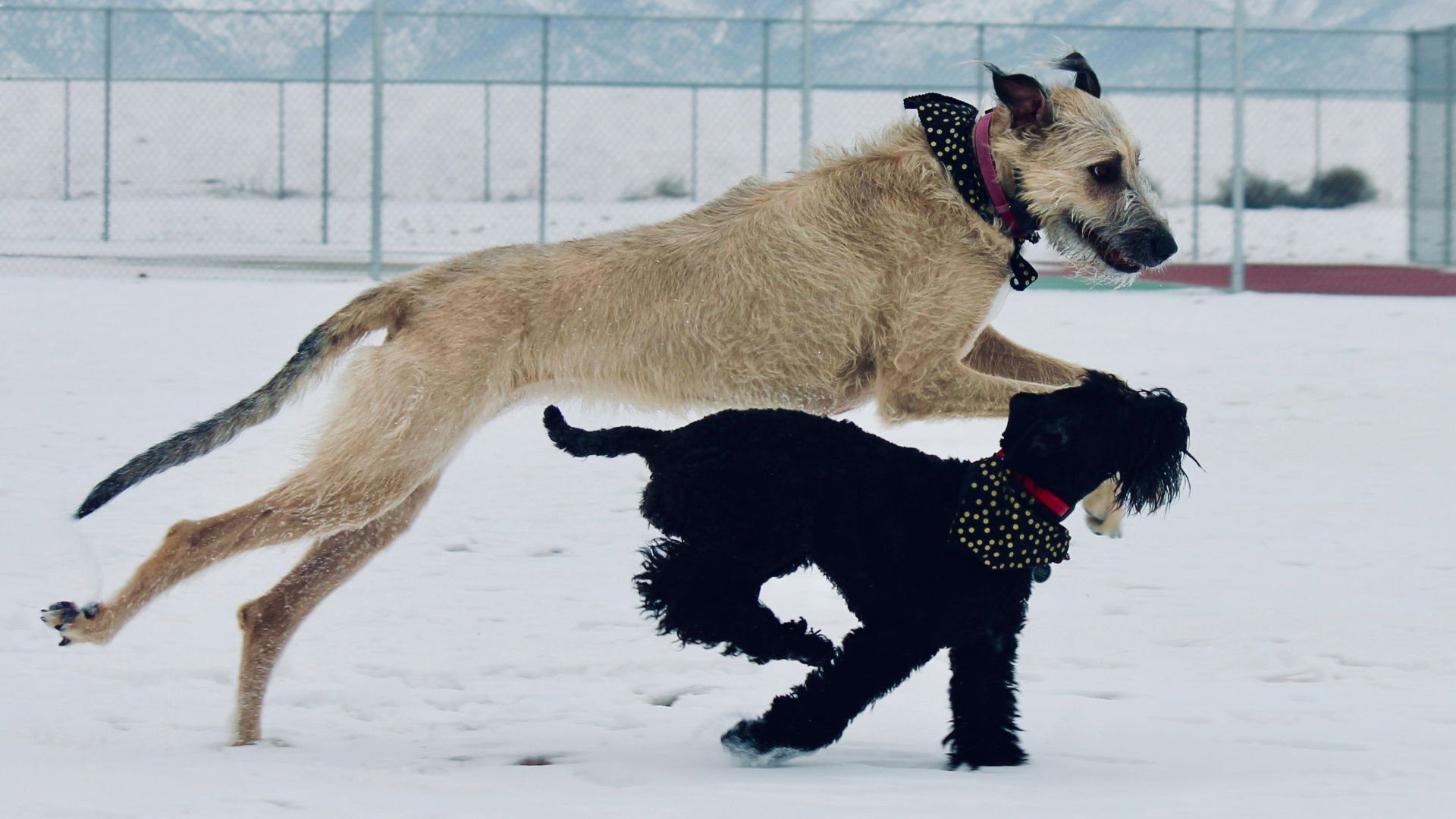 two dogs playing in the snow with each other