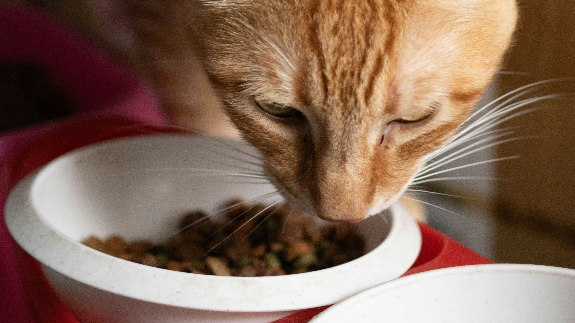 Orange cat eating dry food from a bowl