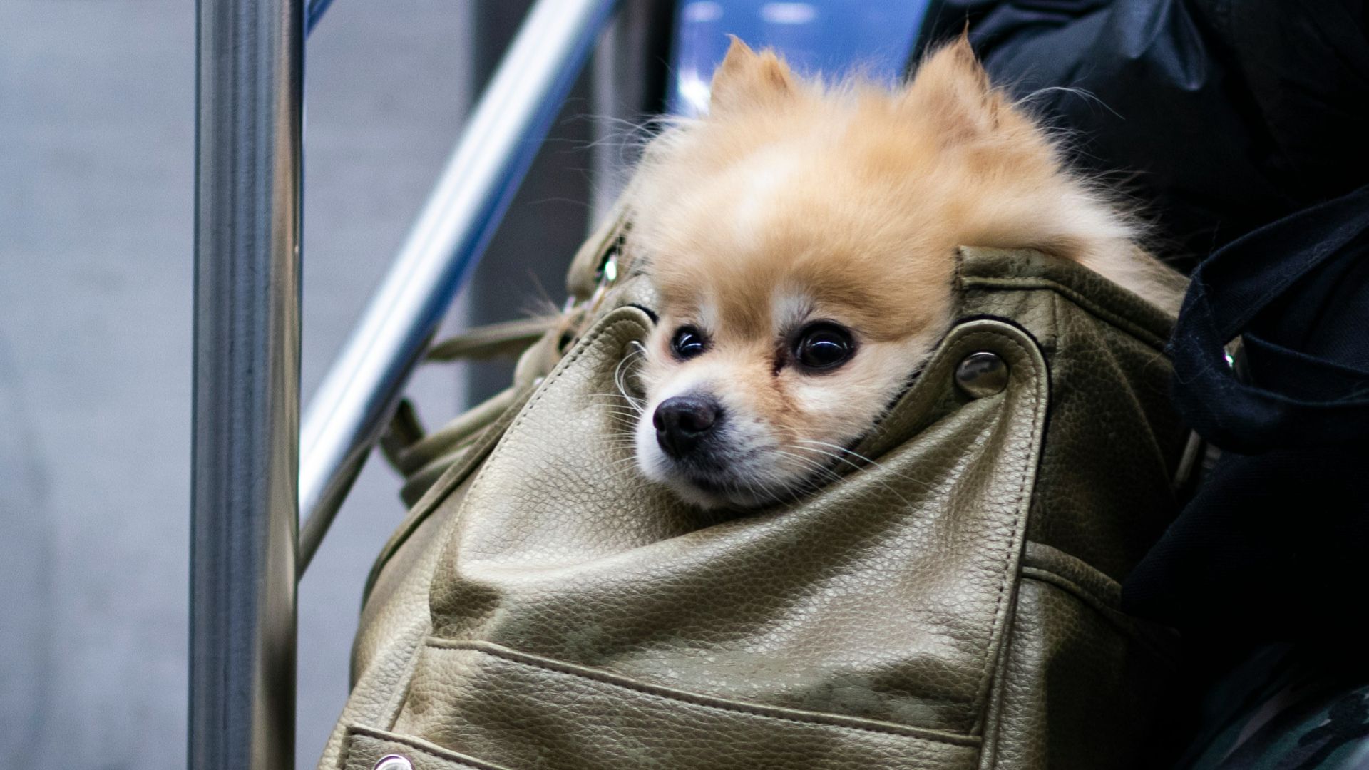 brown chihuahua in brown and black camouflage backpack