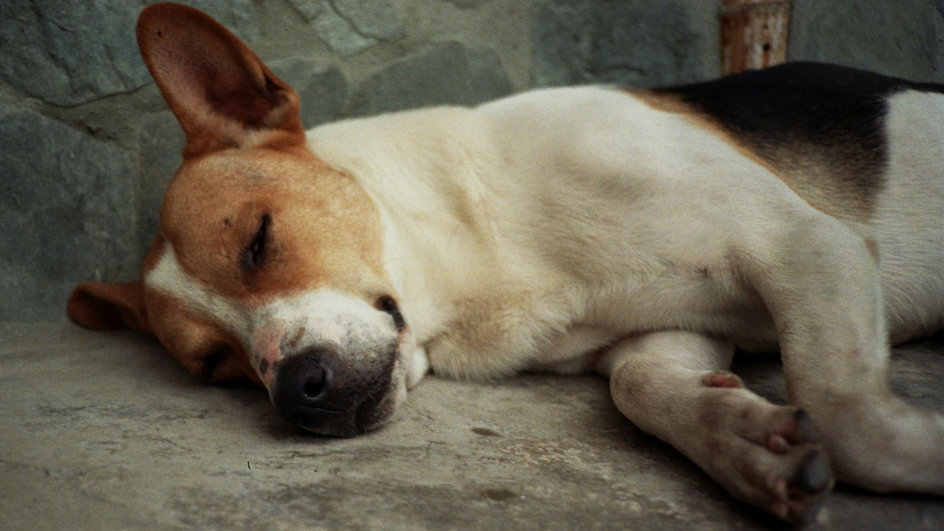 A brown and white dog laying on top of a cement floor