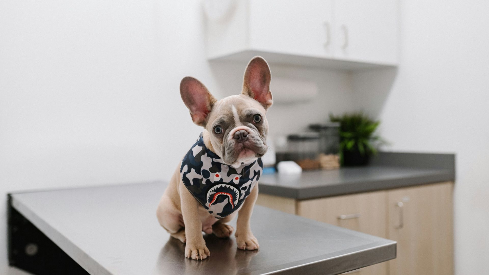 white and black short coated dog wearing white and black polka dot shirt