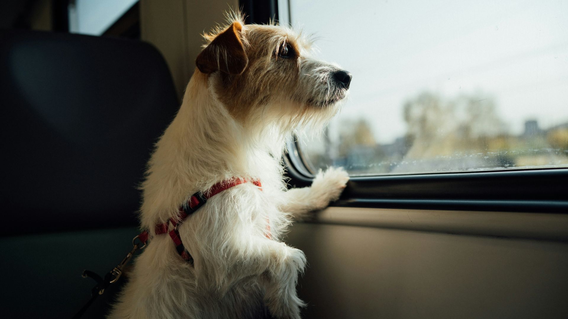 white and brown long coated dog sitting on car seat