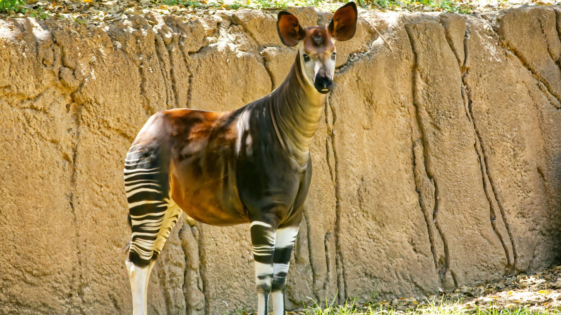 a zebra standing in front of a rock wall