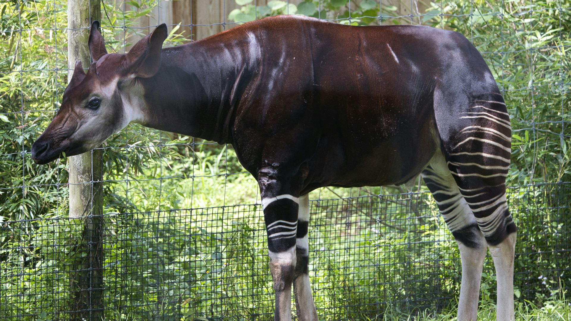 a zebra standing next to a wire fence