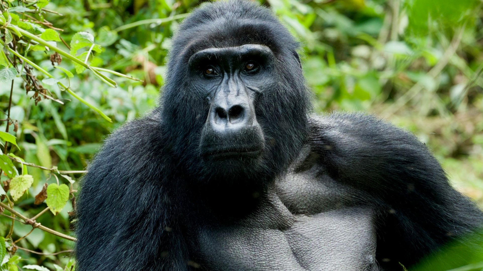 black gorilla near green plants