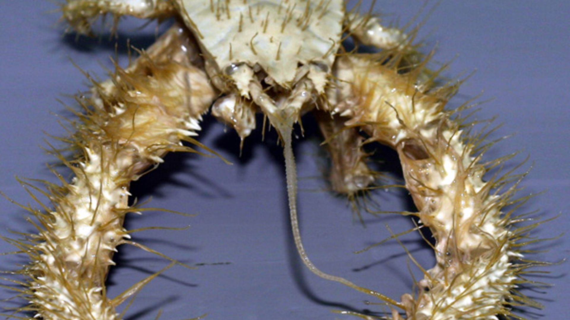 File:Yeti crab.jpg