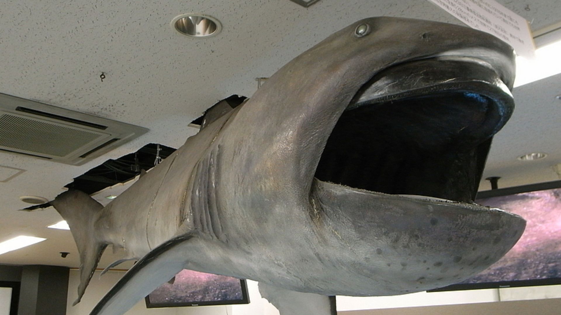 File:Megamouth shark Megachasma pelagios.jpg