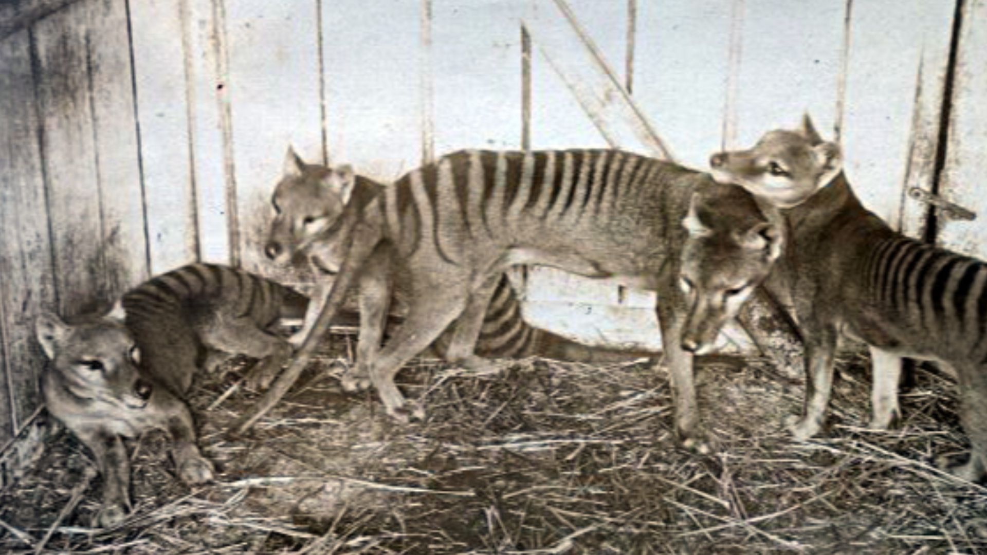 File:Thylacines.jpg