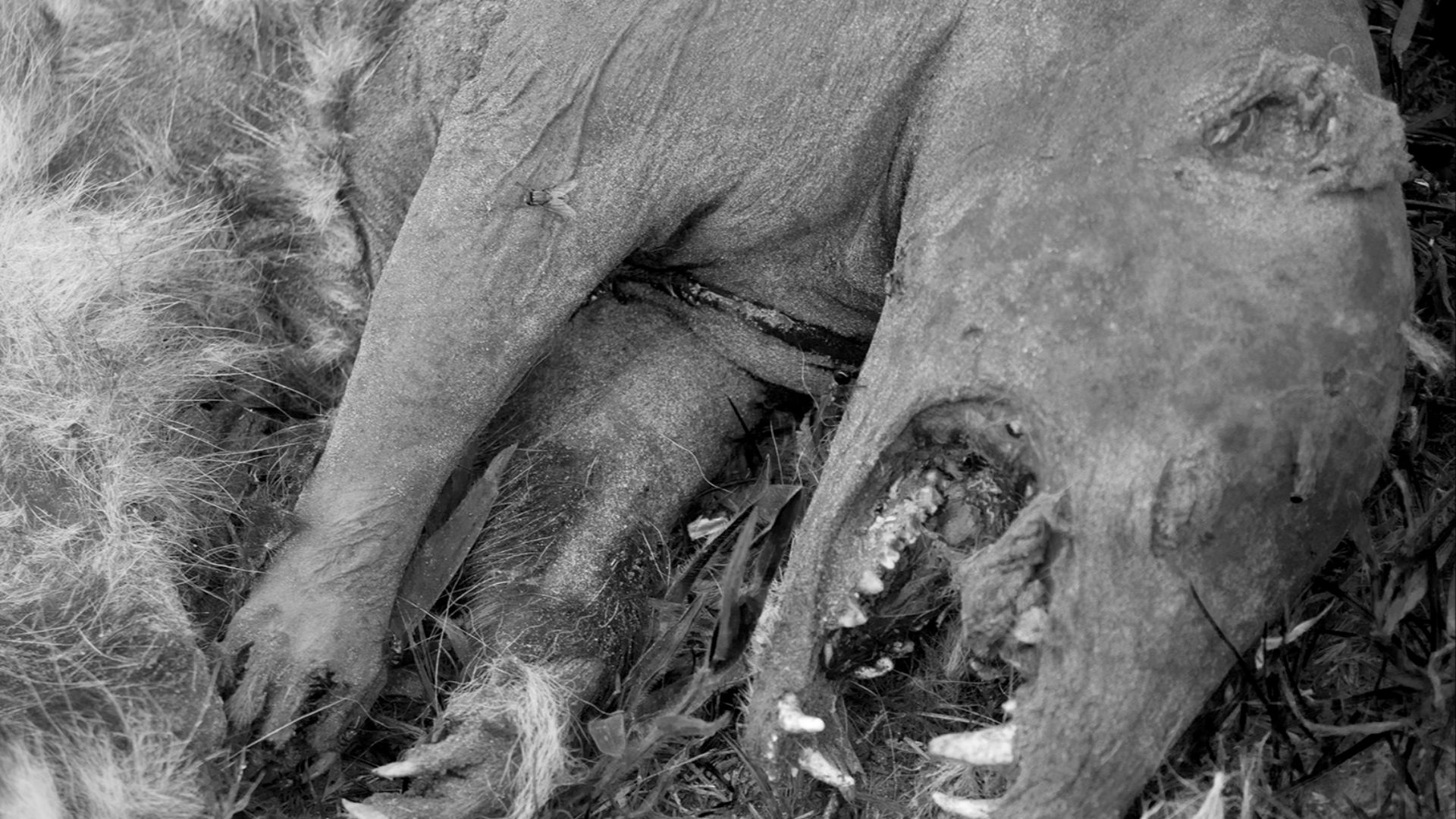 File:Chupacabra B&W.jpg