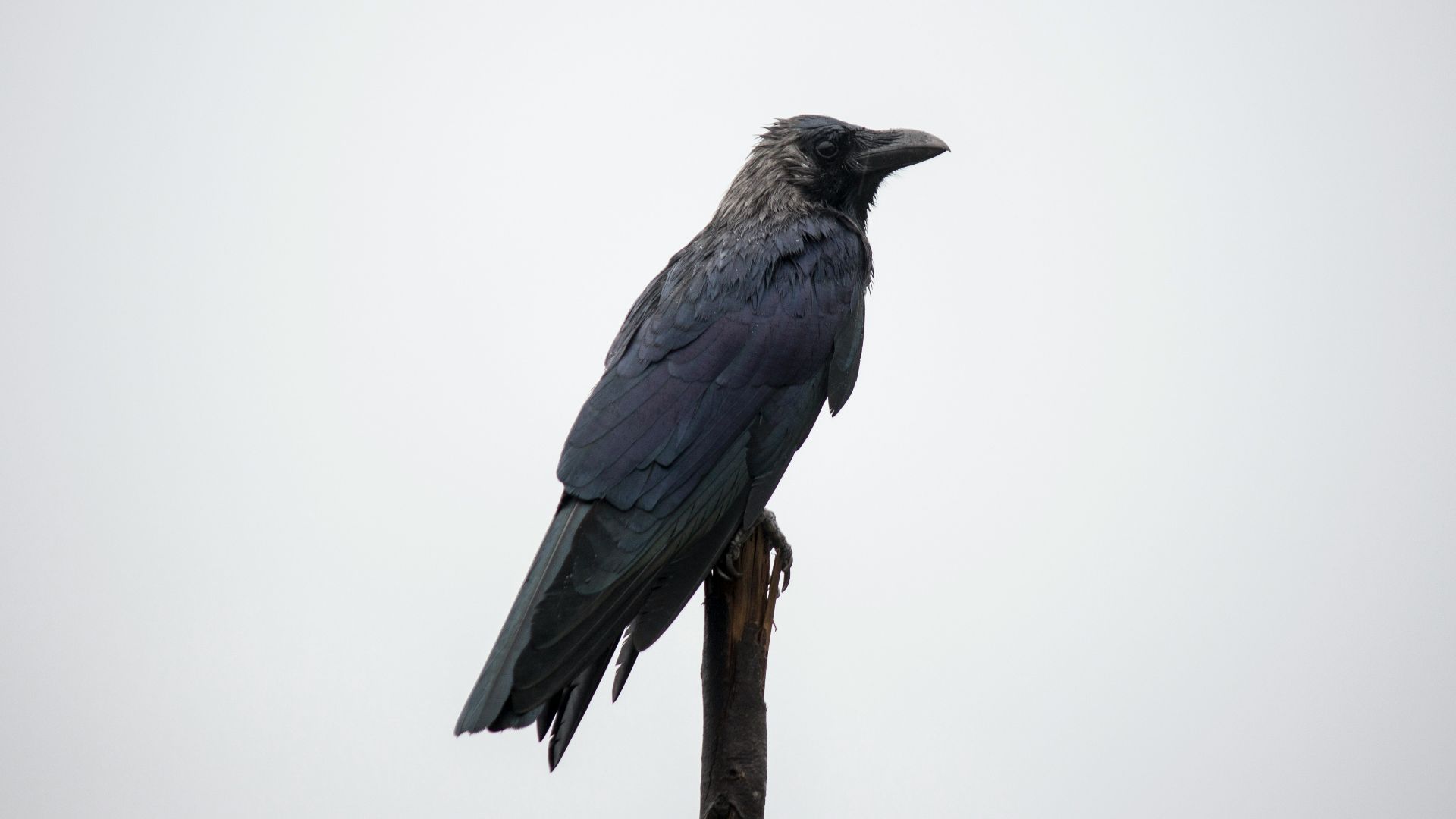 blue and black bird on brown tree branch