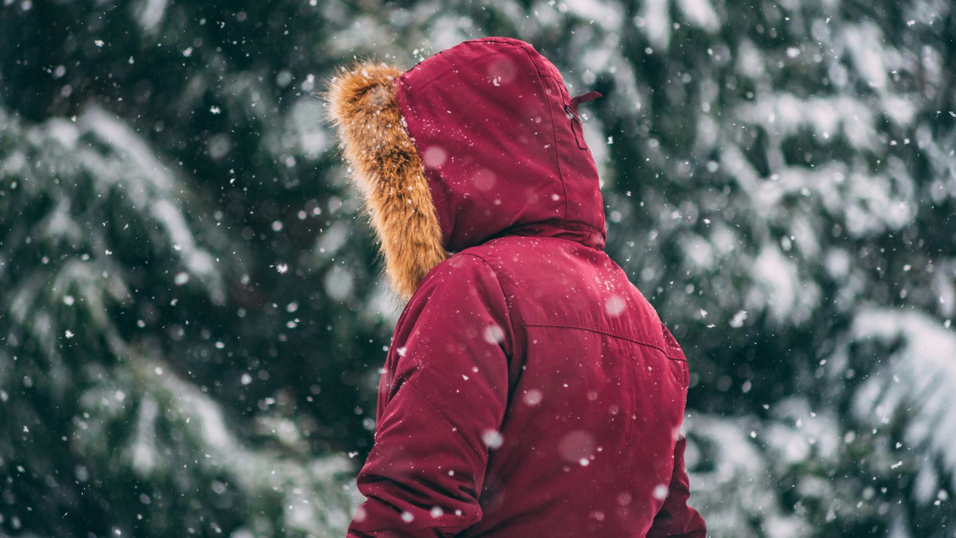 person wearing red bubble jacket