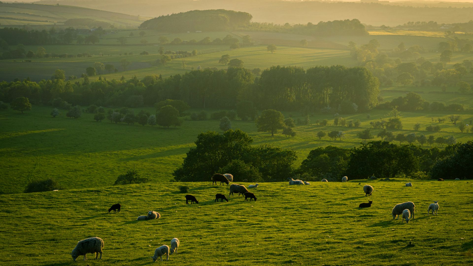 herd of sheep on green grass field during daytime