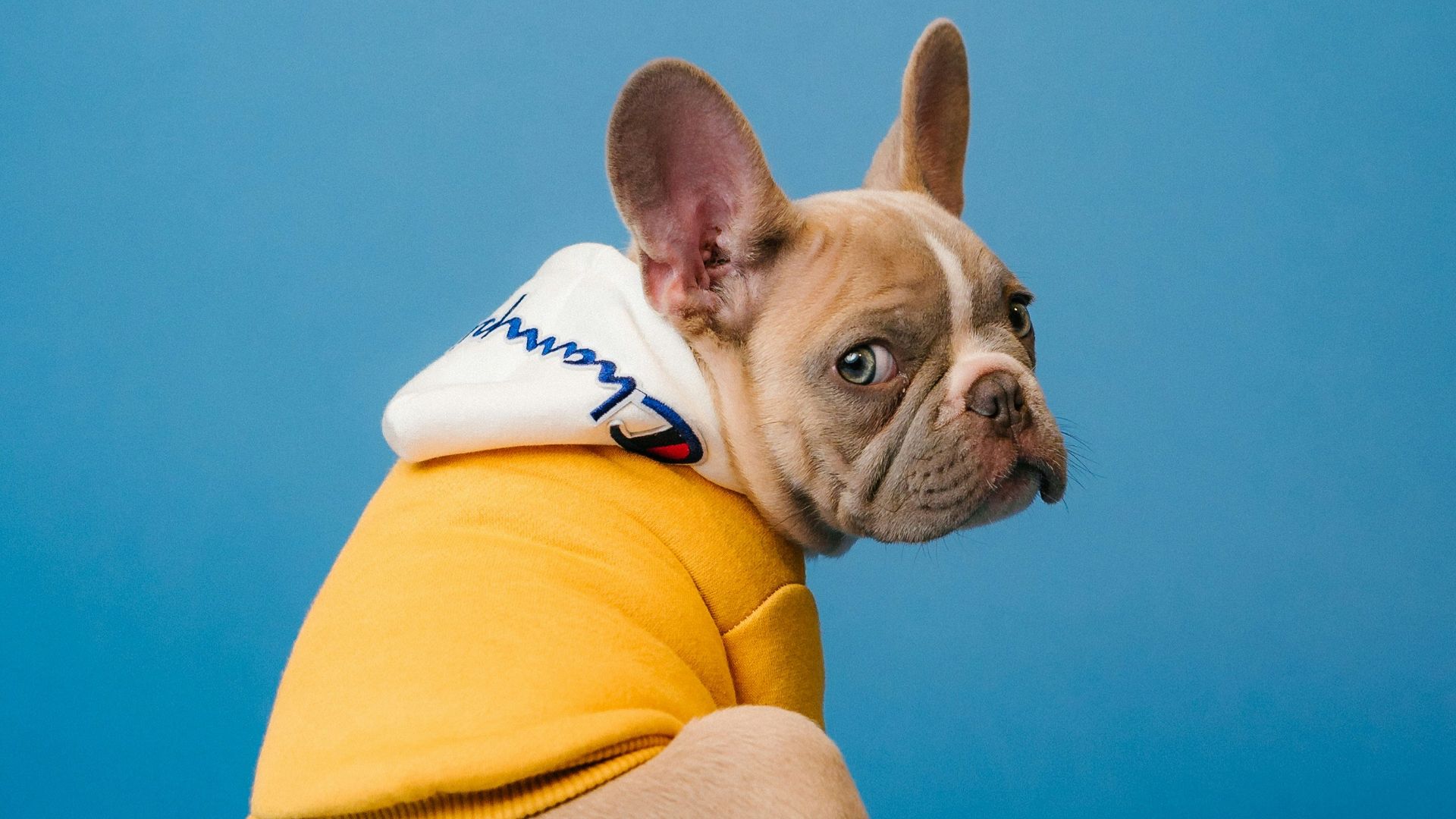 brown short coated dog in orange hoodie