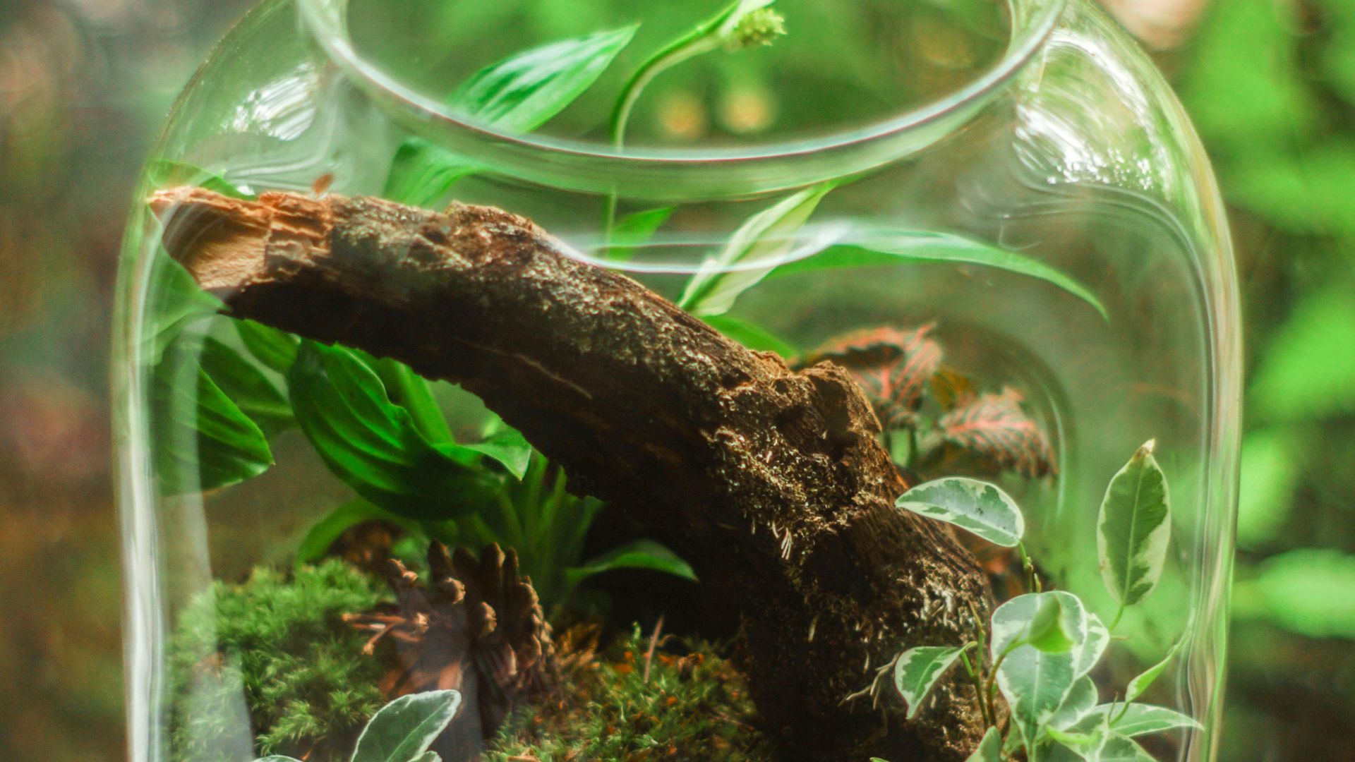 Katarzyna Modrzejewska