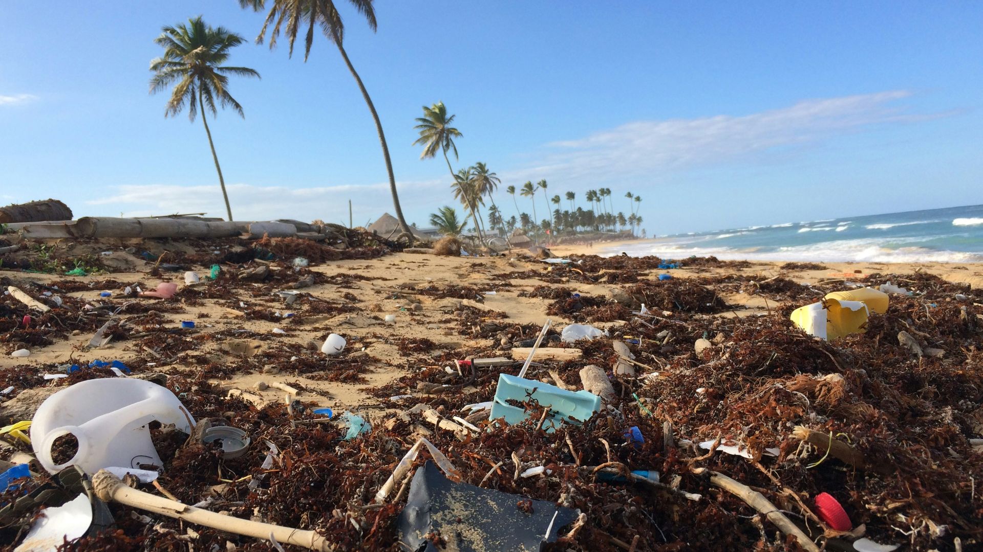 photo of coconut tree near seashore